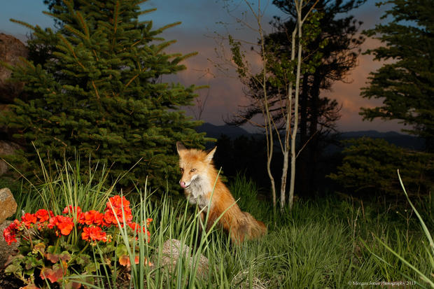 fox-1.jpg 
