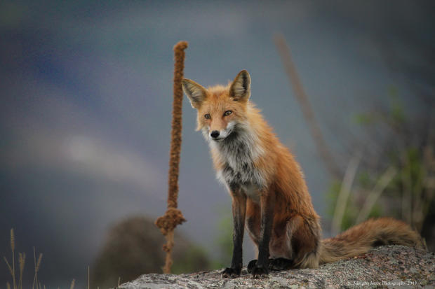 fox-4.jpg 