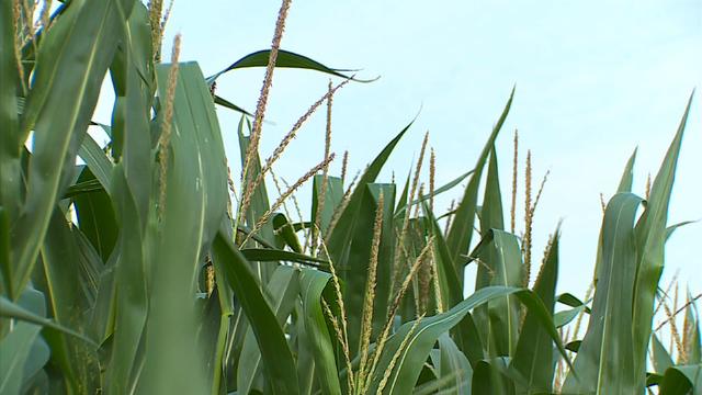 corn-crop-1.jpg 