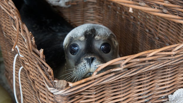 Abandoned seals returned to wild 
