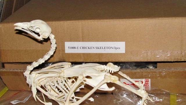 chicken-skeleton.jpg 