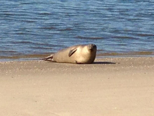 Perth Amboy Seal 