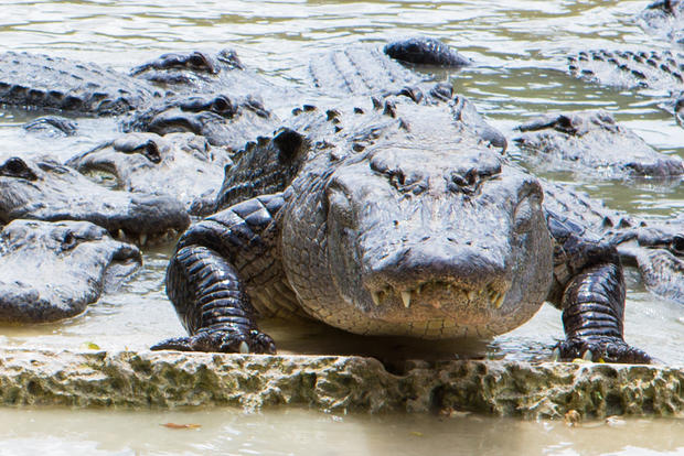 everglades-alligator-farm-125.jpg 