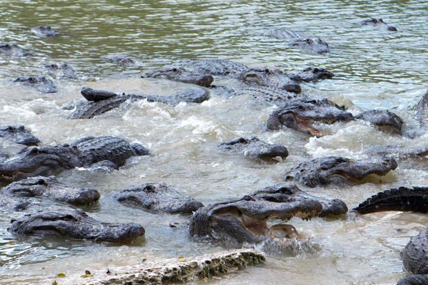 everglades-alligator-farm-114.jpg 