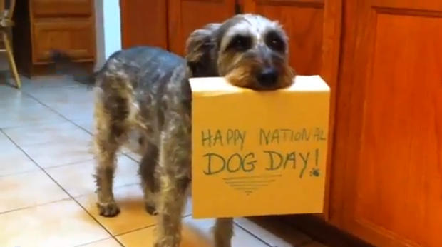 national_dog_day_youtube_dog 