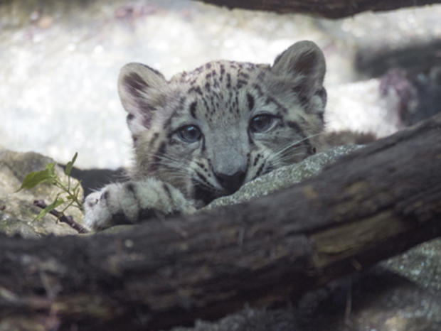 Snow Leopard Cub  
