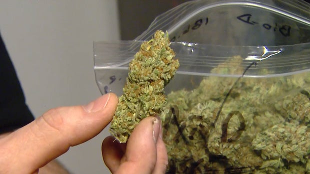 WH says it won't sue Wash. or Colo. over legalized marijuana 