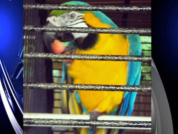 Stolen Parrot  