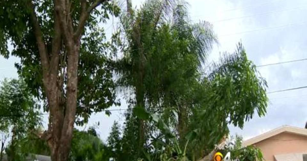 Man In Miramar Electrocuted While Trimming Trees CBS Miami