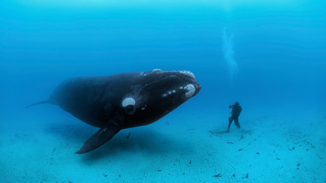 Amazing peek under the sea