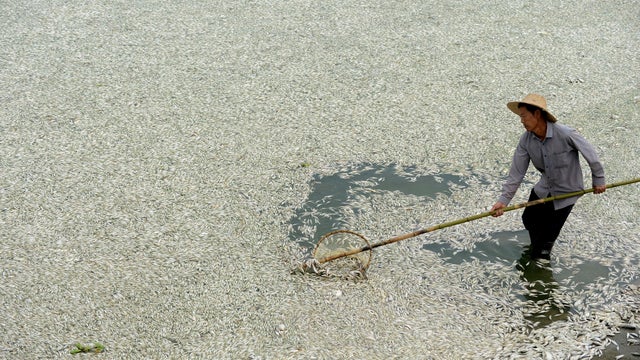 china_dead_fish_AP950521107546.jpg 