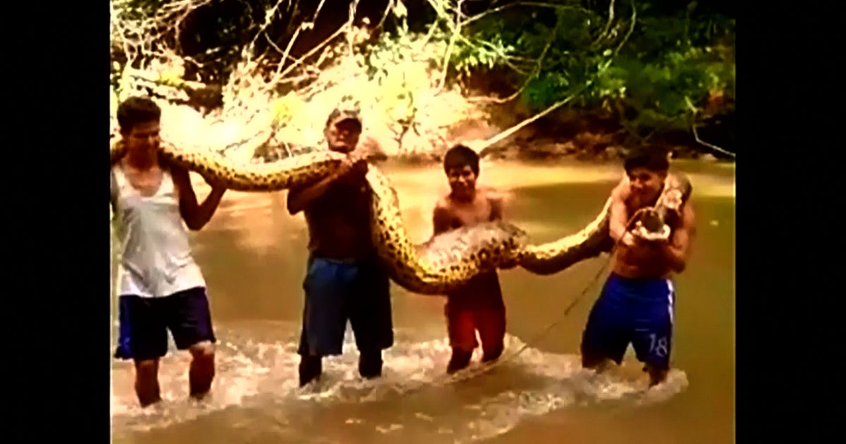 Watch: 16-foot anaconda captured in Peru - CBS News