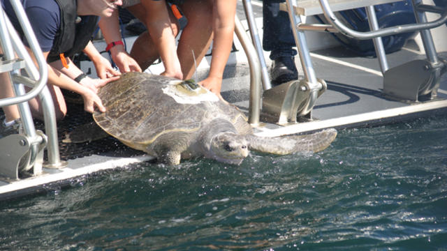 sea-turtle-11.jpg 