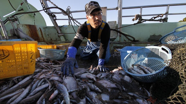 A Japanese fisherman sorts his catch on his trawler 
