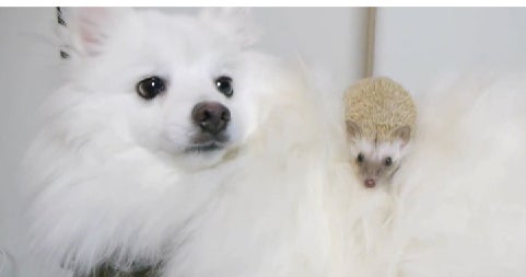Unlikely (but adorable) BFFs dog and hedgehog CBS News