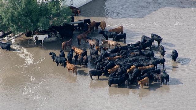 cattle-stranded-weld-county-flooding.jpg 