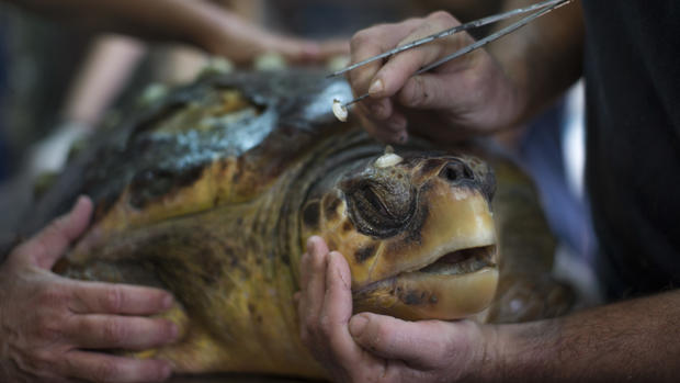 Israeli sea turtles get helping hand  