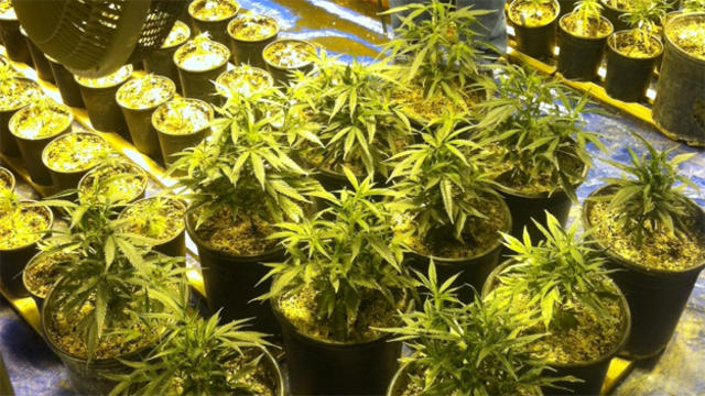 la-puente-marijuana-grow.jpg 