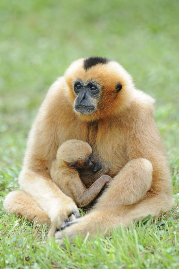 gibbon-baby-10.jpg 