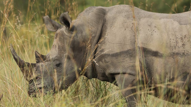 rhino_south_africa_160960107.jpg 