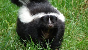 skunk.jpg 