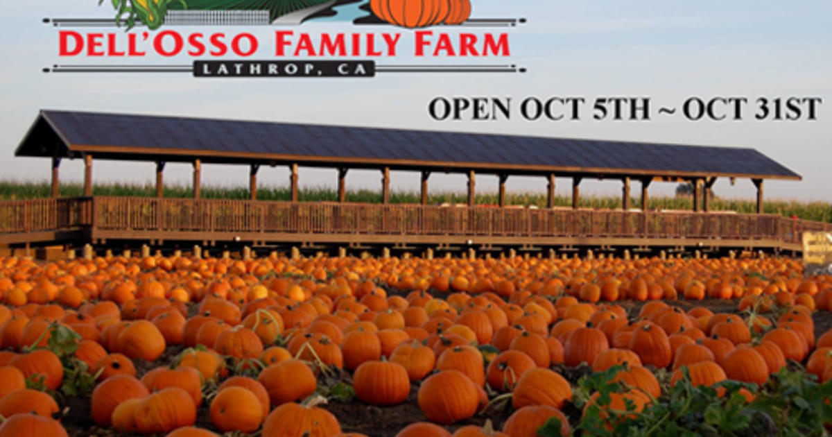 Oct. 5: Dell'Osso Family Farm - Pumpkin Maze - CBS Sacramento