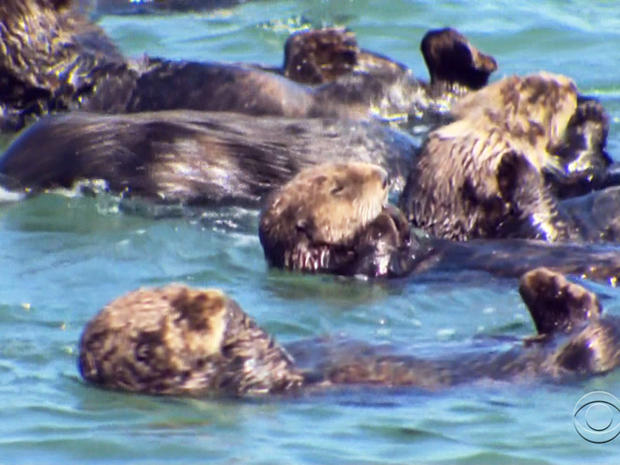 With the help of the Monterey Bay Aquarium's otter rescue team, sea otters have produced a record number of pups. 