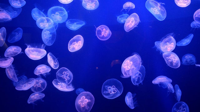 In this Friday, Dec. 17, 2010, file photo, moon jellyfish are pictured in an aquarium of the Oceanographic Museum of Monaco.   