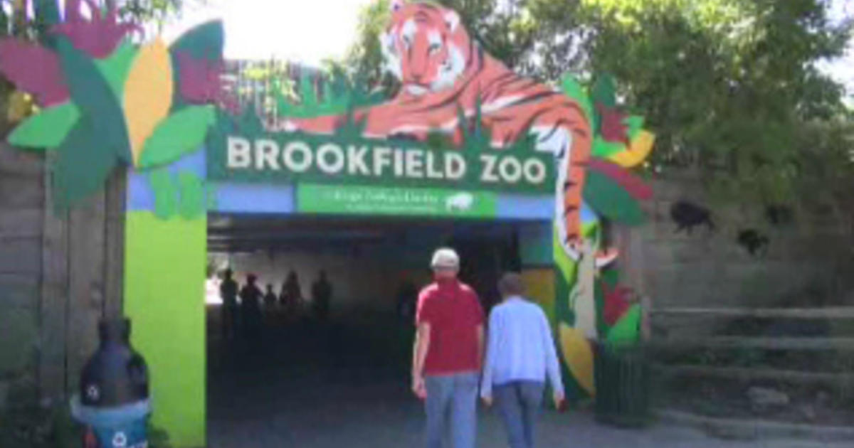 Crowd Turns Out For Zoo Run 5K At Brookfield Zoo CBS Chicago