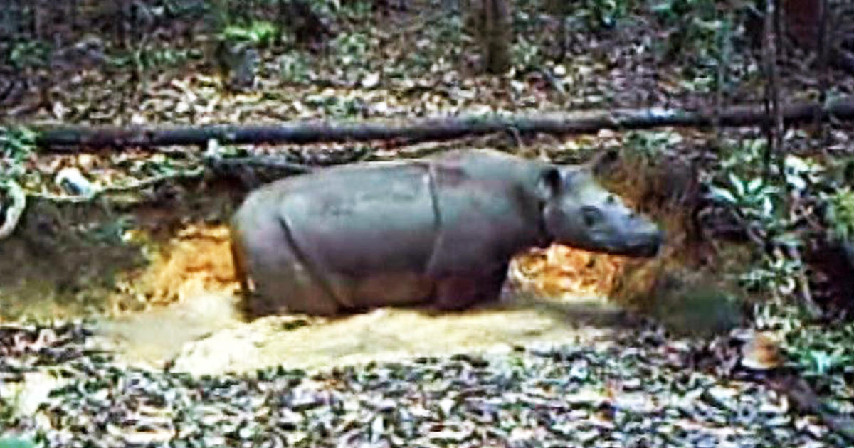 Rare Sumatran rhino spotted in Indonesia - CBS News