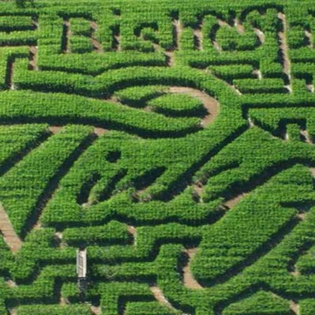 Bishops-Pumpkin-Farm-Corn-Maze 