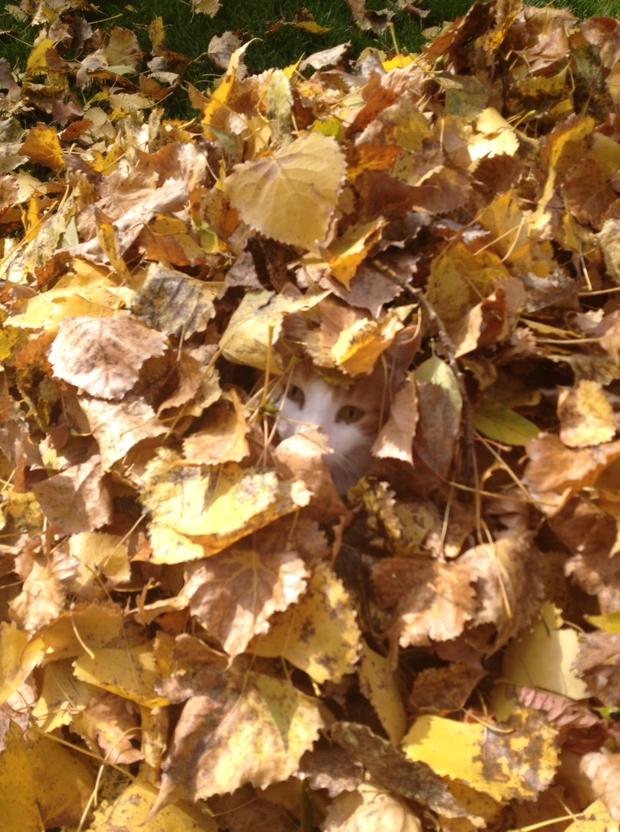 aj-hiding-in-leaves_from-amber.jpg 