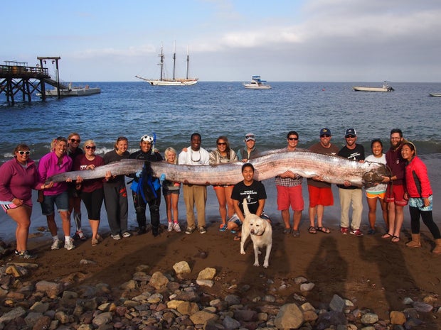 oarfish, california 