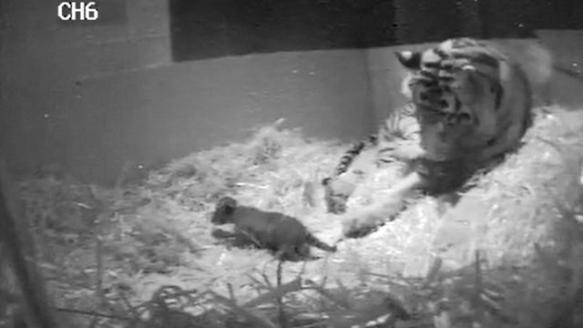 tiger_cub_dies_AP538330517692.jpg 