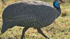 guineafowl.jpg 