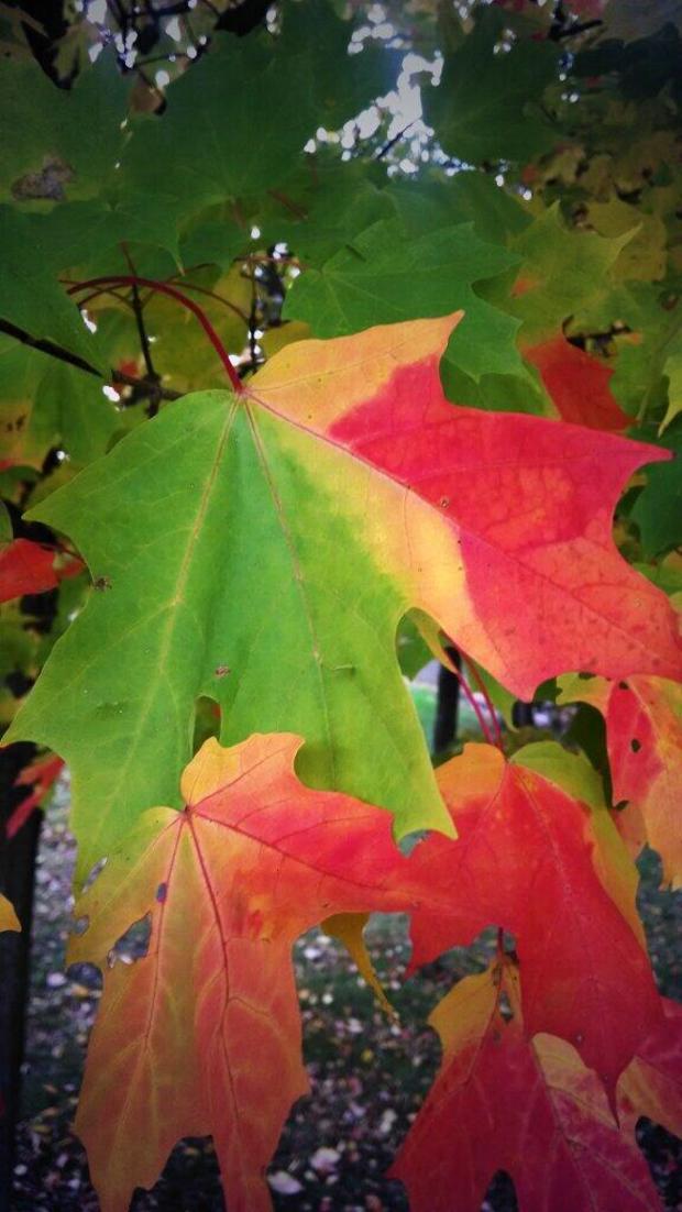 fall-colors-john-williams-deerwood.jpg 