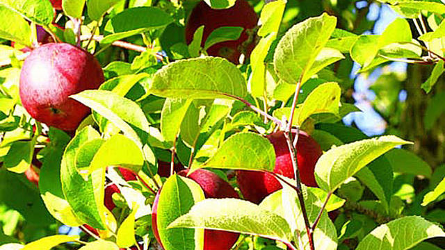 carlson-orchards1.jpg 