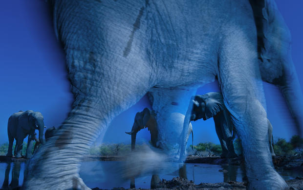 004_35_Greg_du_Toit_(South_Africa)-Essence_of_elephants.jpg 