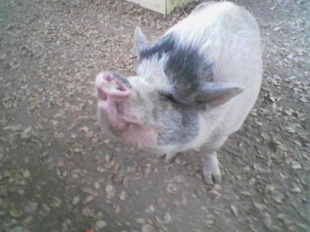 Neil the pig 