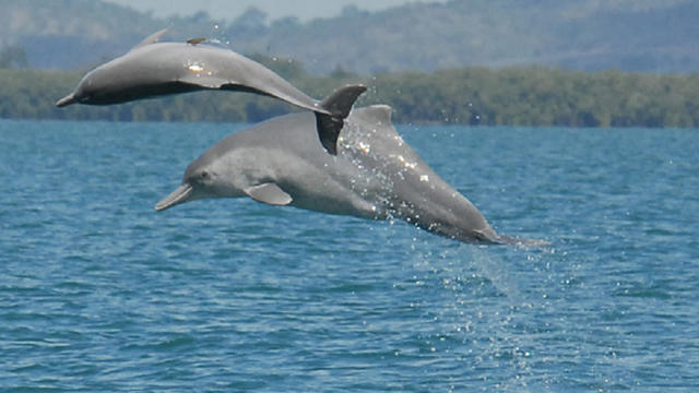 dolphin, Australia 