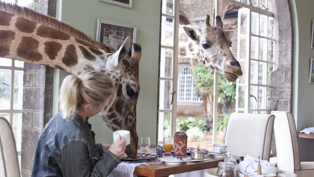 Unusual breakfast guests 