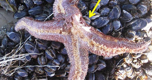 Starfish make comeback after mysterious syndrome killed millions - CBS News
