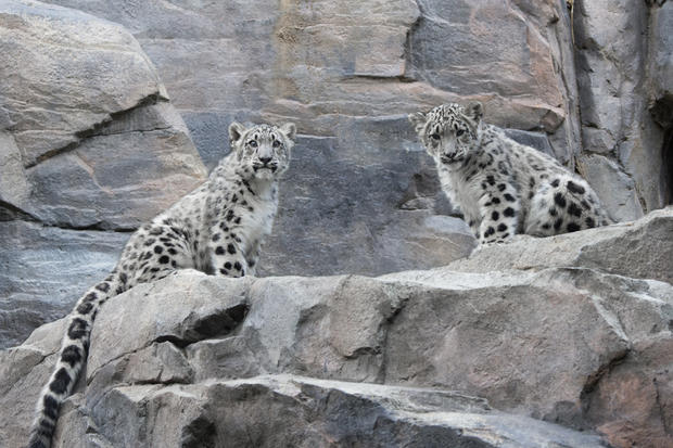 Snow Leopard Cubs At Central Park Zoo 