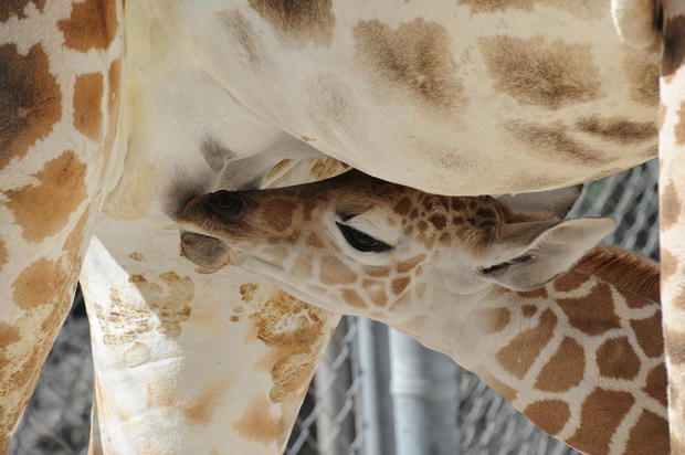 giraffe-baby-mia-2013-d.jpg 