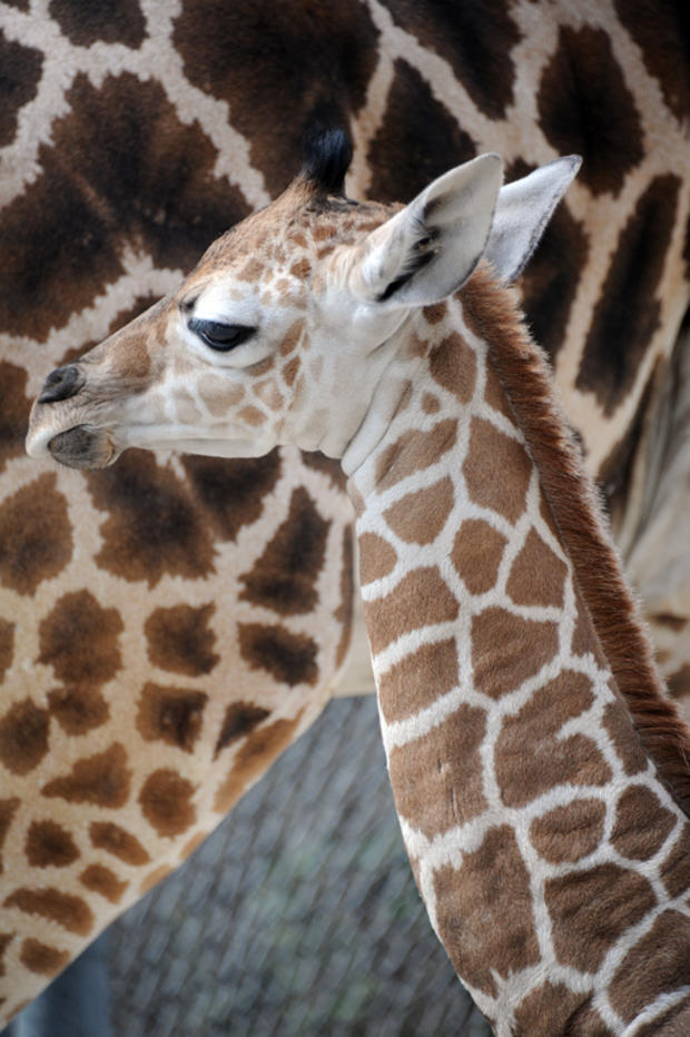 giraffe-baby-mia-2013-e.jpg 