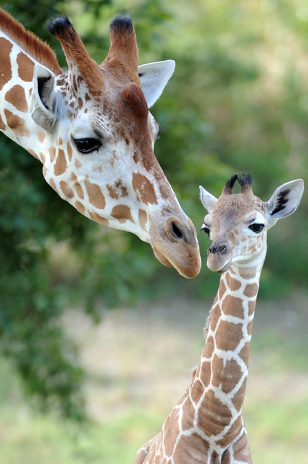 giraffes5.jpg 