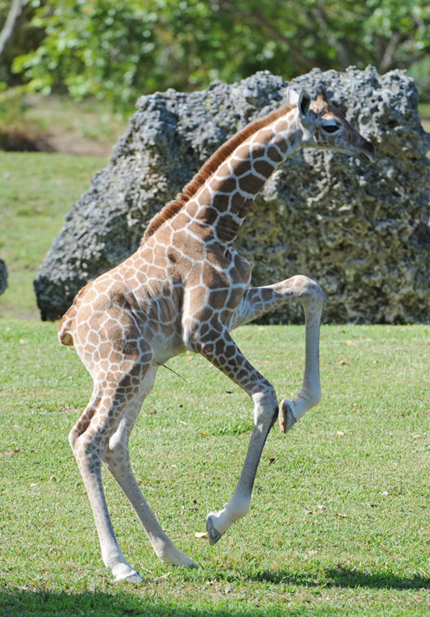 giraffes7.jpg 