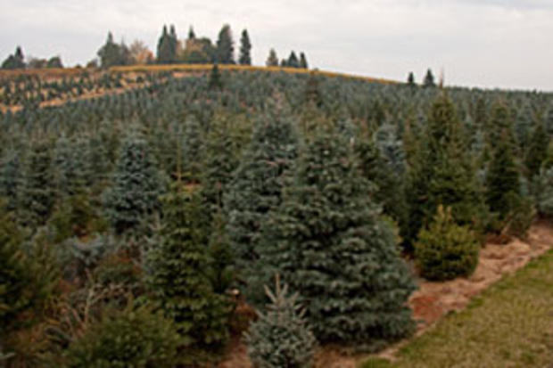 hillside-tree-farm 