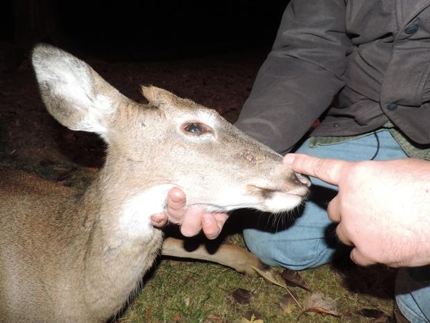Rescued Deer Which Had Been Shot By Arrow 