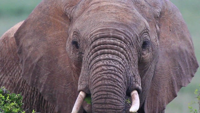 elephant.PetersenGrab1.jpg 